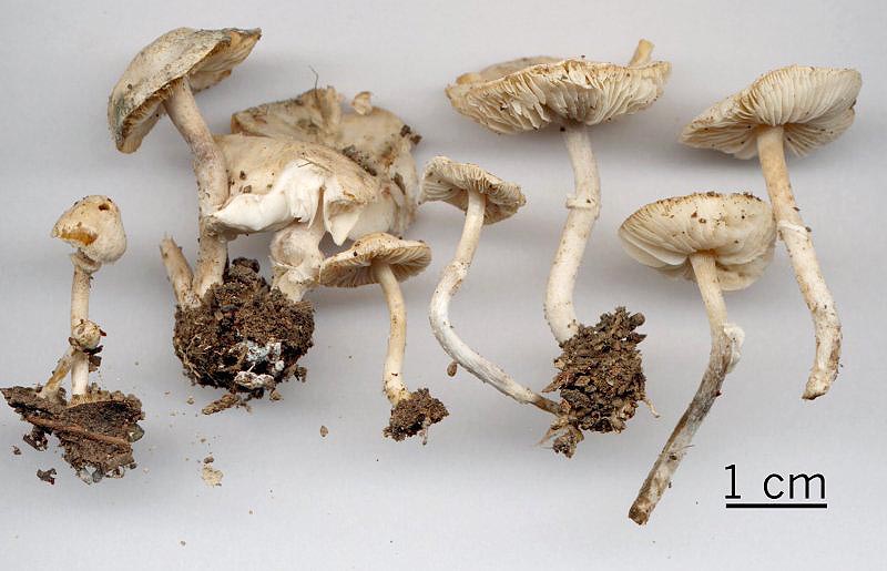 Lepiota nigrescentipes